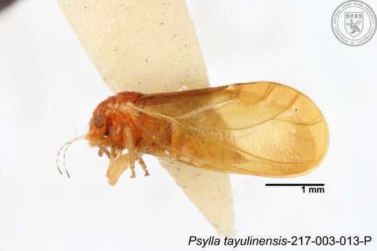 Imagem de Psylla tayulinensis Yang 1984