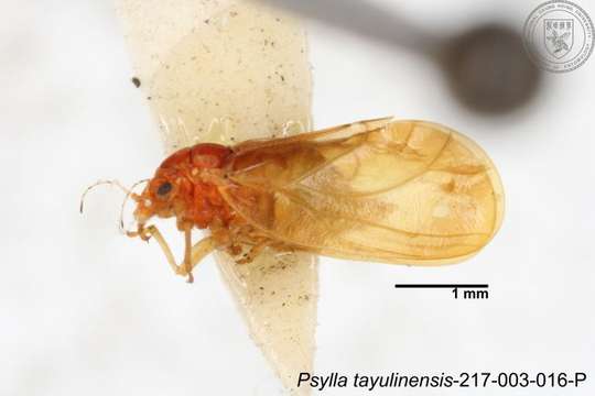 صورة Psylla tayulinensis Yang 1984