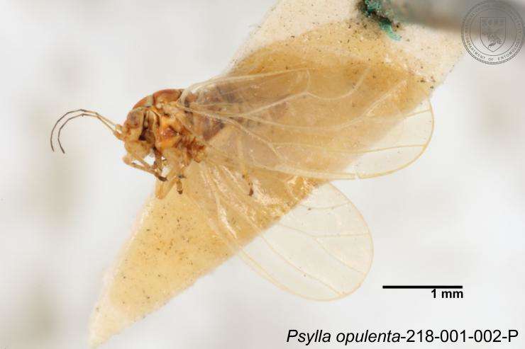 Imagem de Psylla opulenta Yang 1984