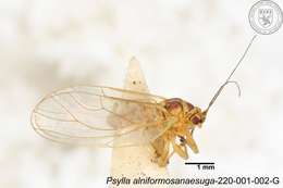 Image of Psylla