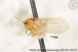 Image of Psylla