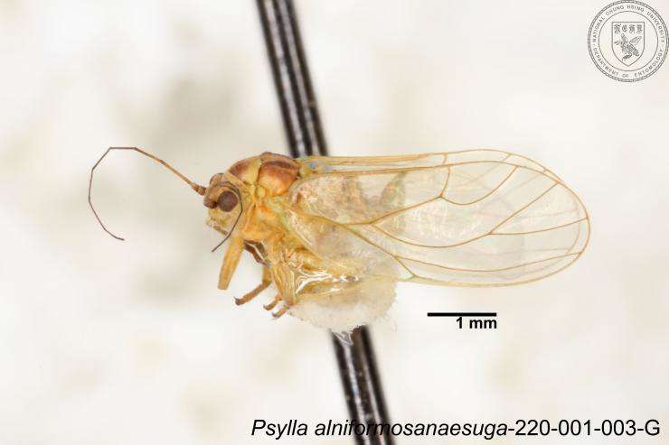 Image of Psylla