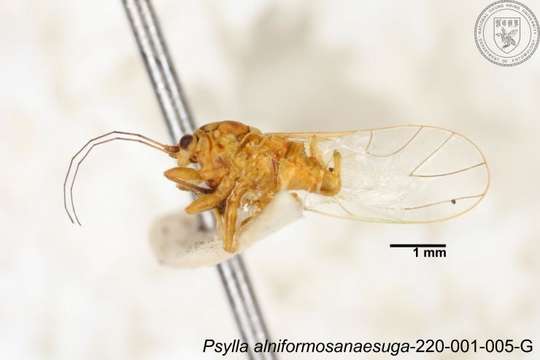 Image of Psylla