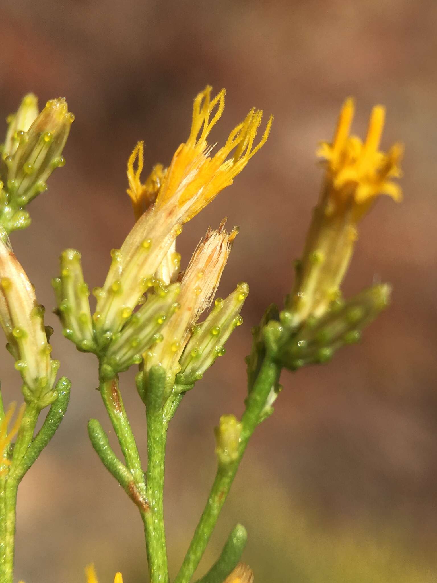 Ericameria teretifolia (Dur. & Hilg.) Jepson resmi