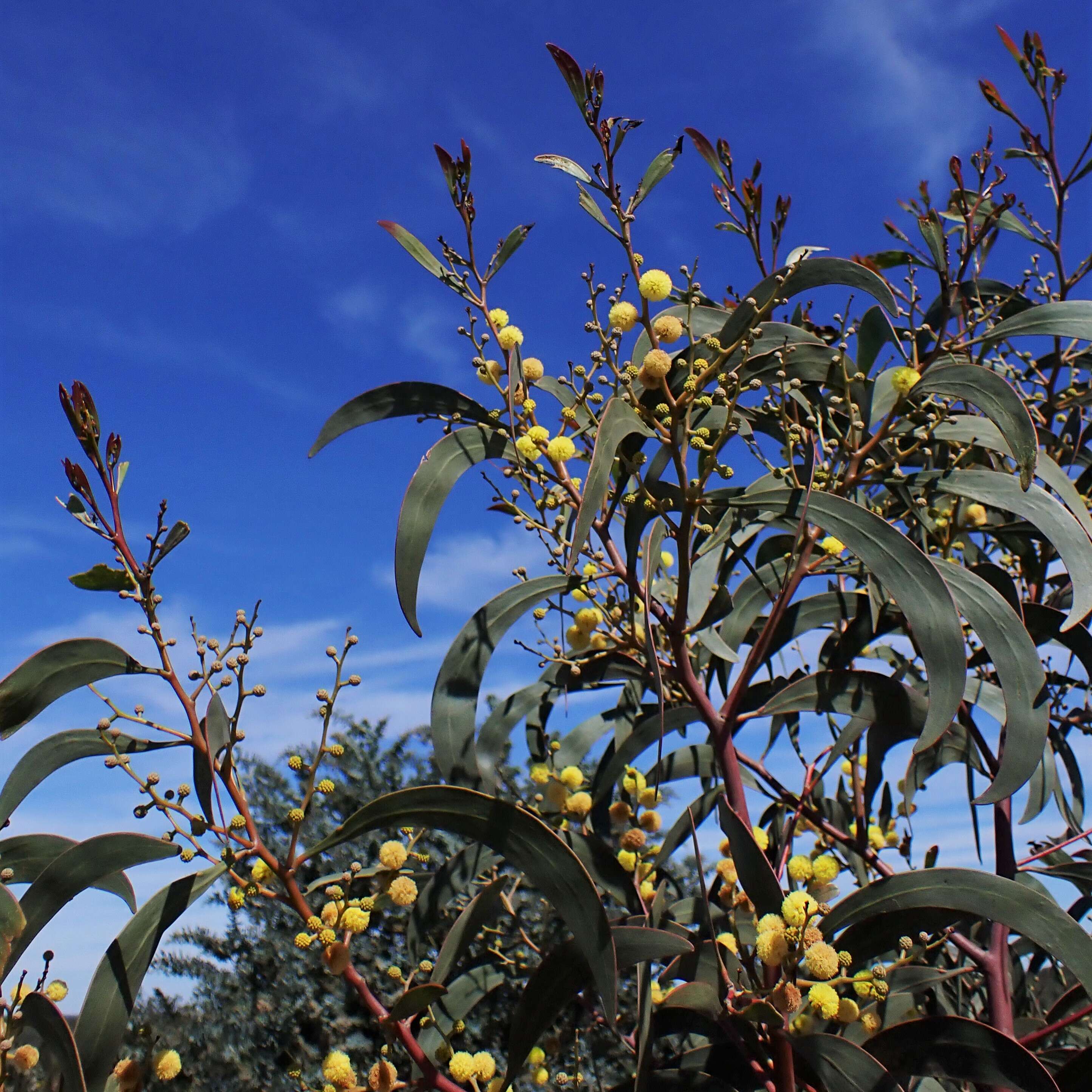 Sivun Acacia pycnantha Benth. kuva