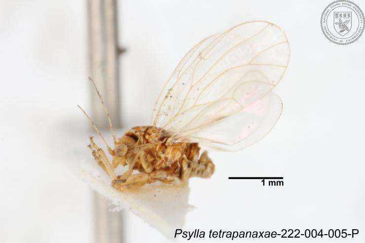 Imagem de Psylla tetrapanaxae Yang 1984