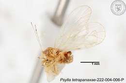 Imagem de Psylla tetrapanaxae Yang 1984