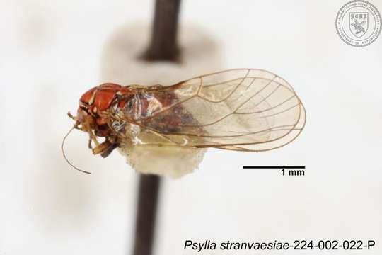 Image of Psylla stranvaesiae Yang 1984