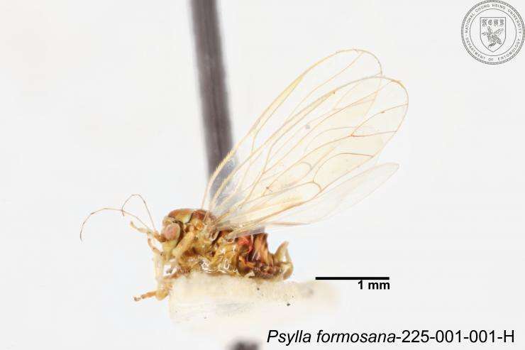 Image of Psylla formosana Yang 1984