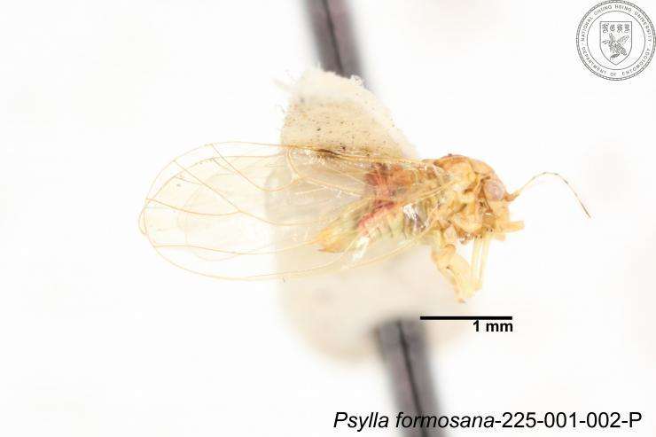 Image of Psylla formosana Yang 1984