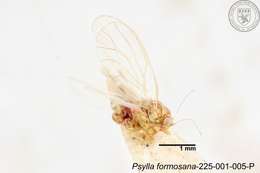 Image of Psylla formosana Yang 1984