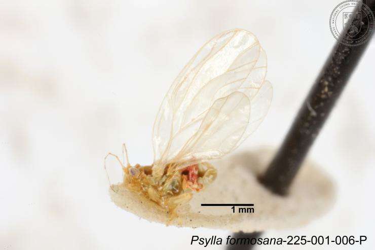 Image of Psylla formosana Yang 1984