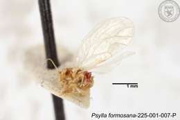 Image of Psylla formosana Yang 1984