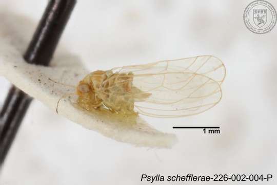 صورة Cacopsylla schefflerae (Yang 1984)