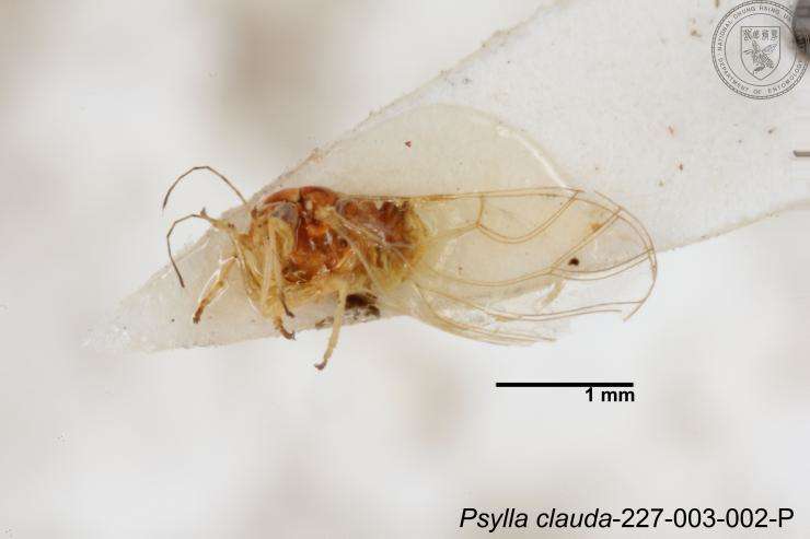 Image of Cacopsylla clauda (Yang 1984)