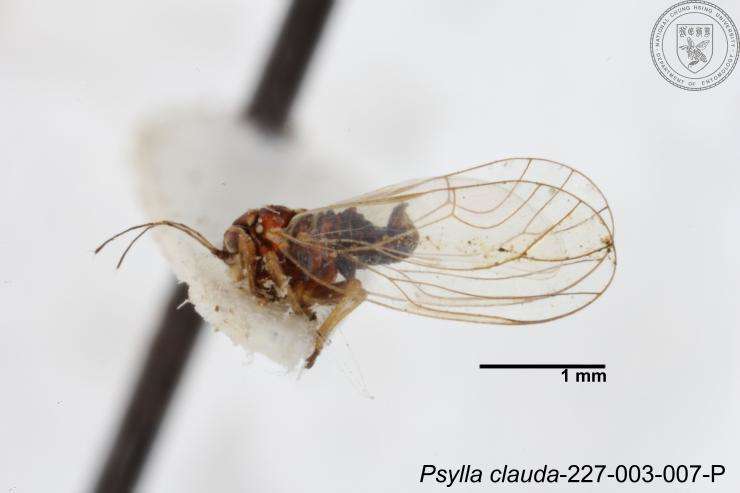 Image of Cacopsylla clauda (Yang 1984)