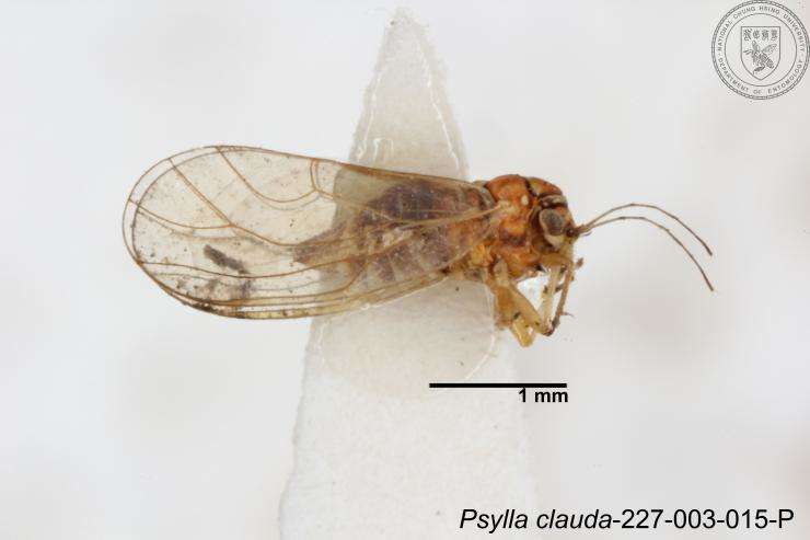 Image of Cacopsylla clauda (Yang 1984)