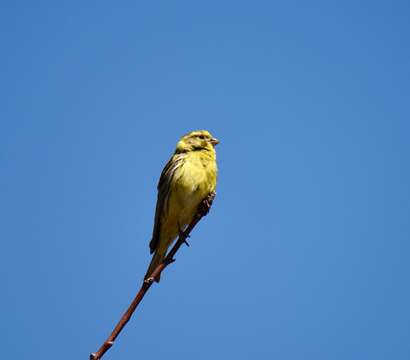 Image of serin, european serin