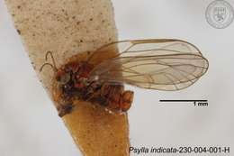 Image of Psylla indicata Yang 1984