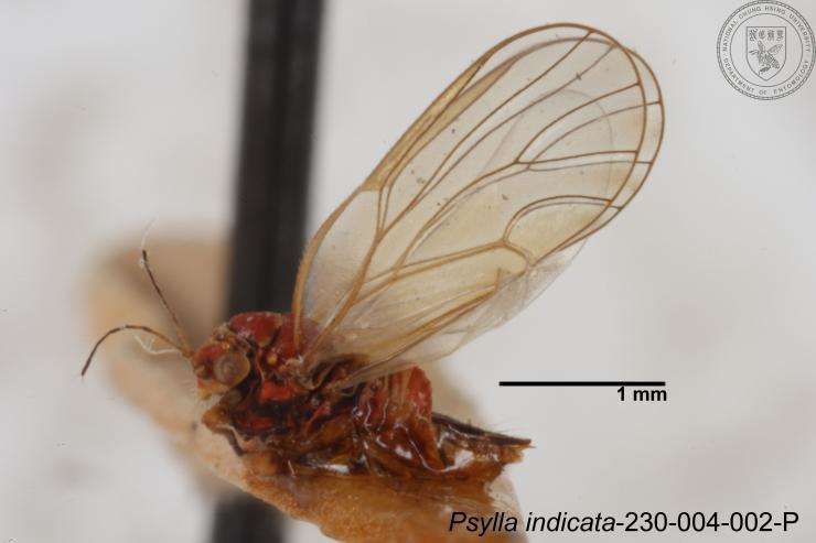 Image of Psylla indicata Yang 1984