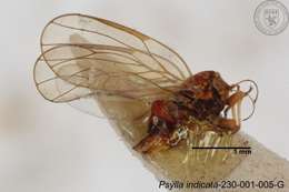 Image of Psylla indicata Yang 1984