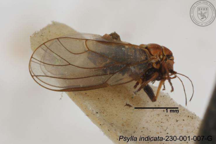 Image of Psylla indicata Yang 1984