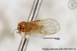 Image of Psylla indicata Yang 1984