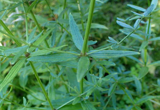 Plancia ëd Galium rubioides L.