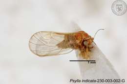 Image of Psylla indicata Yang 1984