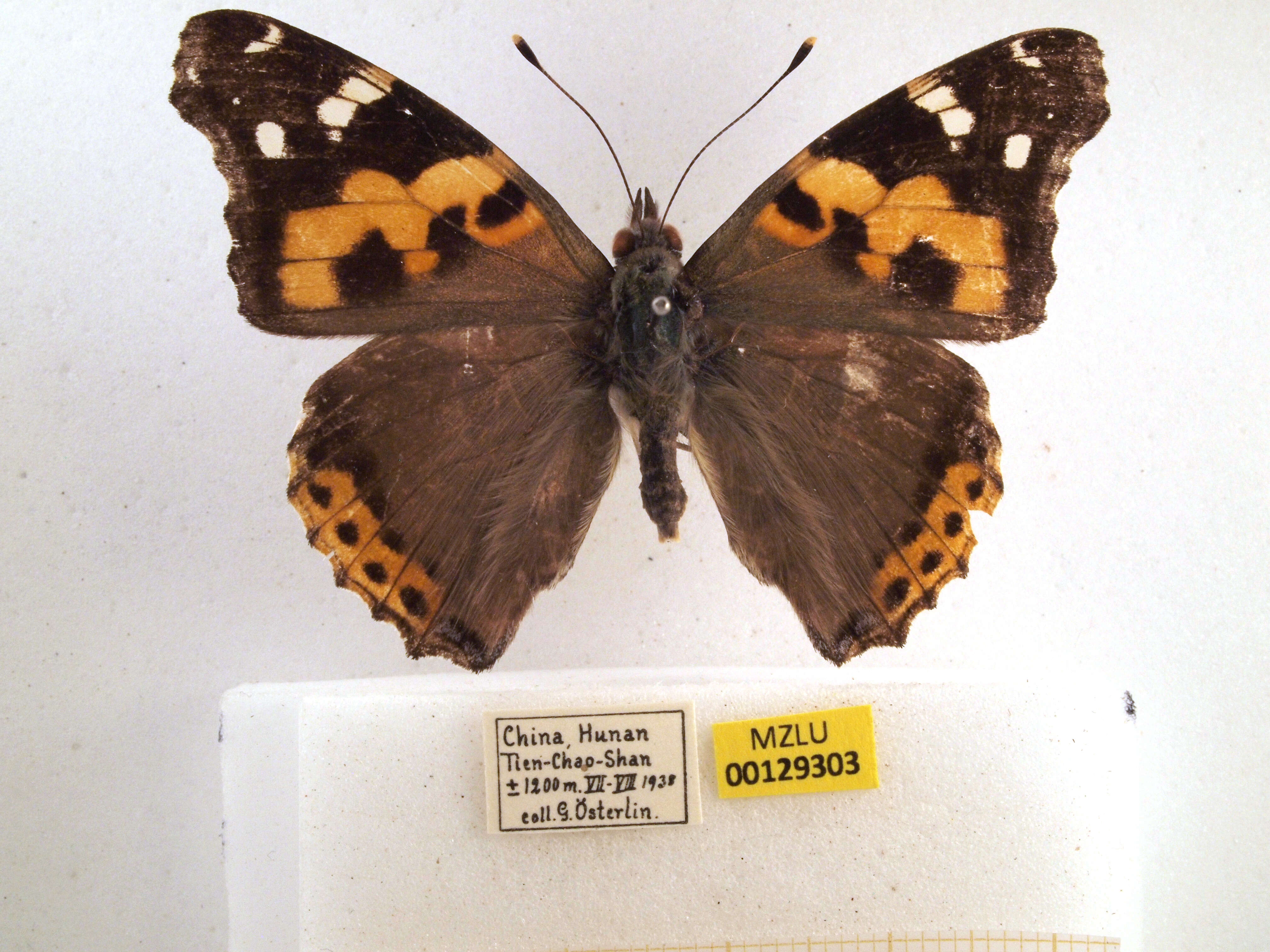 Image of Asian Admiral