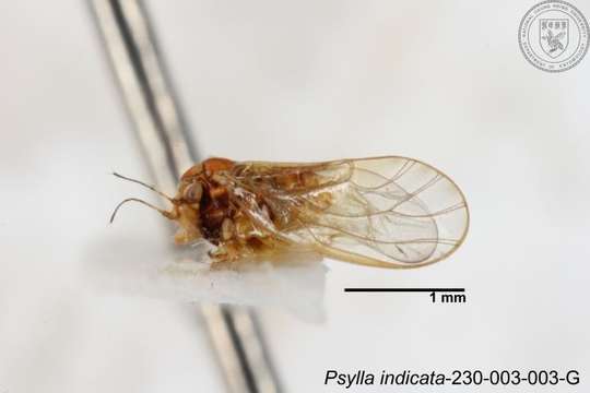 Image of Psylla indicata Yang 1984