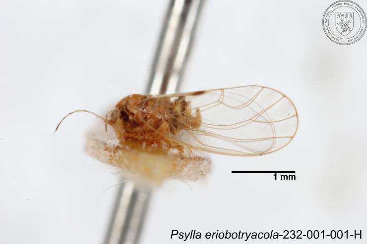 Image of Psylla eriobotryacola Yang 1984