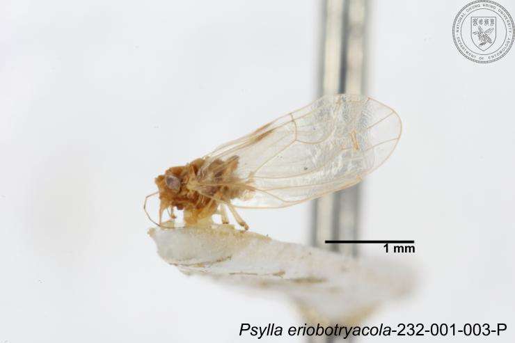 Image of Psylla eriobotryacola Yang 1984