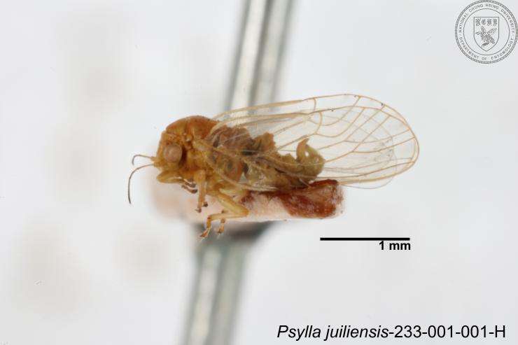 Image of Psylla juiliensis Yang 1984