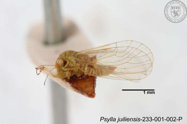 Image of Psylla juiliensis Yang 1984