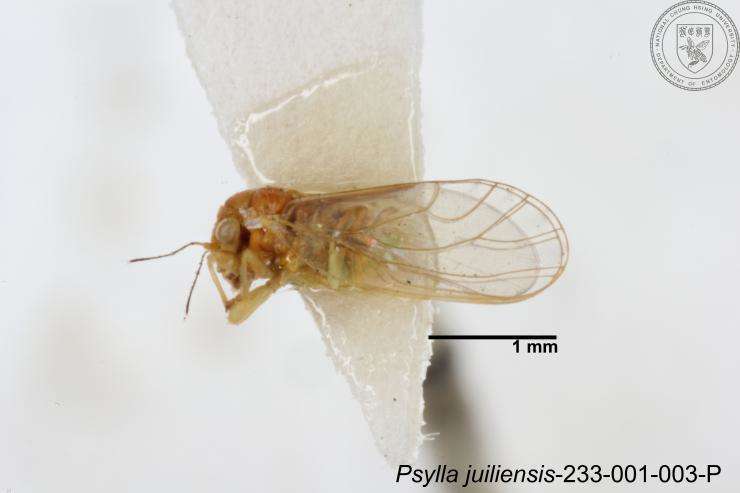 Image of Psylla juiliensis Yang 1984