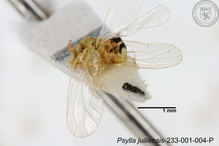 Image of Psylla juiliensis Yang 1984