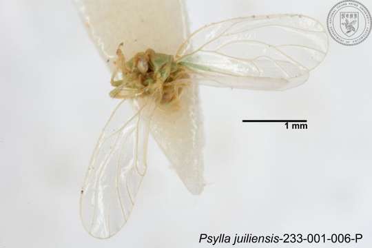 Imagem de Psylla juiliensis Yang 1984