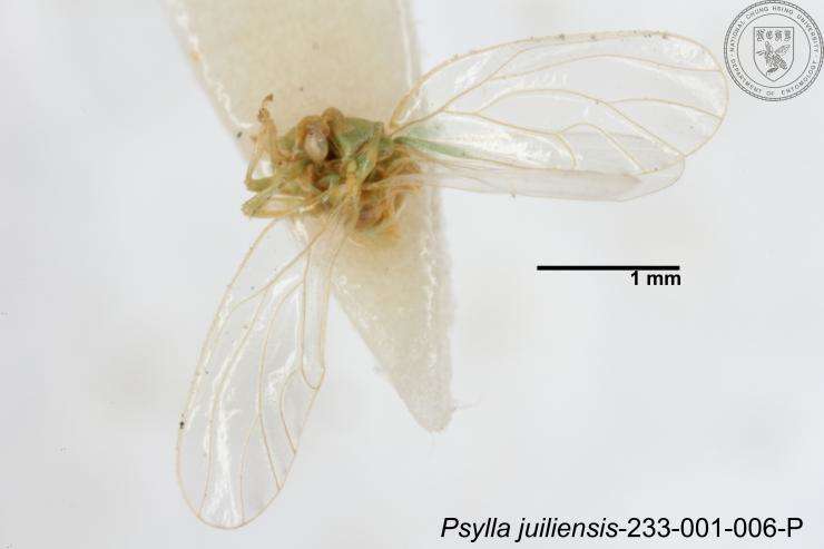 Image of Psylla juiliensis Yang 1984