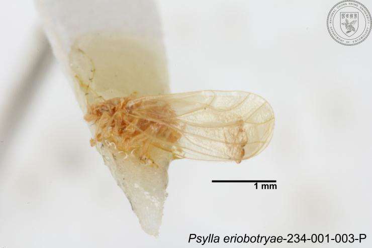 Image of Psylla eriobotryae Yang 1984