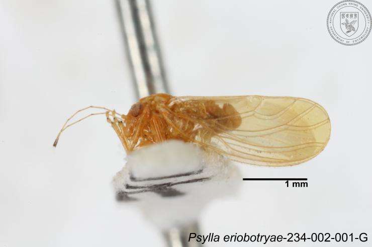 Image of Psylla eriobotryae Yang 1984