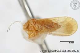 Image of Psylla eriobotryae Yang 1984