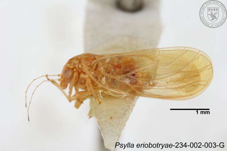 Image of Psylla eriobotryae Yang 1984