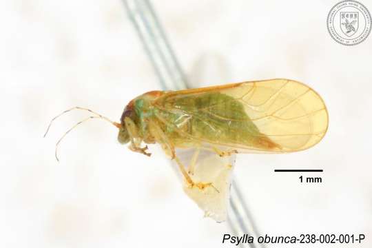 Image of Cacopsylla obunca (Yang 1984)