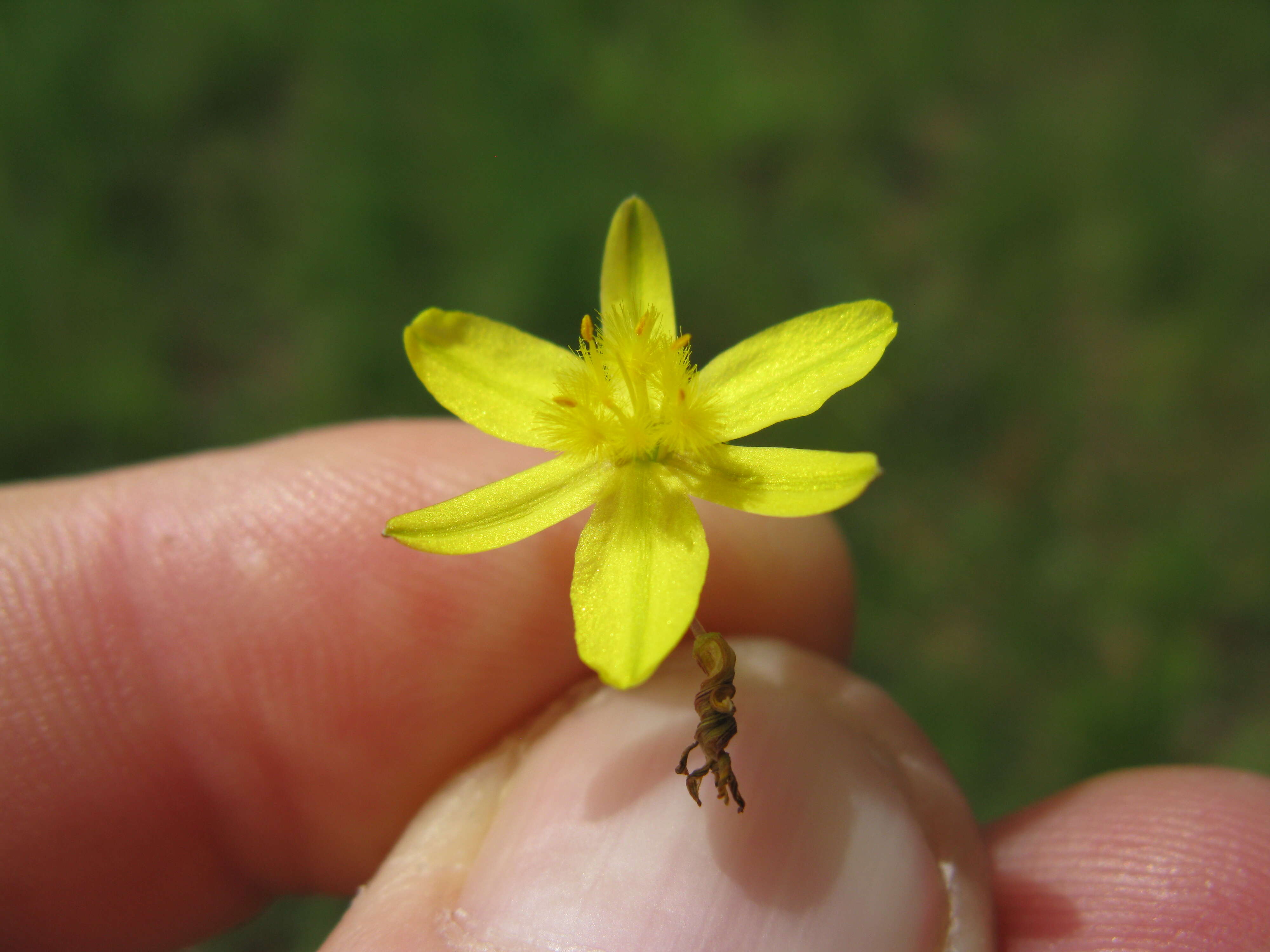 Image of Tricoryne elatior R. Br.