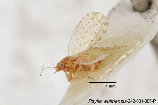 Image of Psylla multipunctata Miyatake 1964