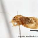 Image of Insnesia maculosa Fang & Yang 1986