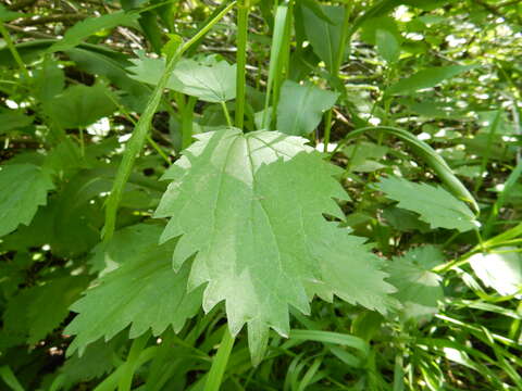 Слика од Urtica gracilis subsp. gracilis