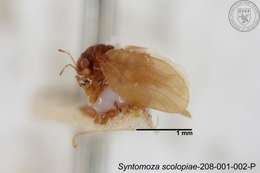 Image of Syntomoza scolopiae Yang 1984