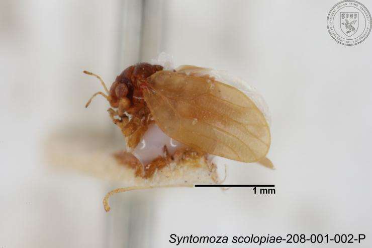 Image of Syntomoza scolopiae Yang 1984